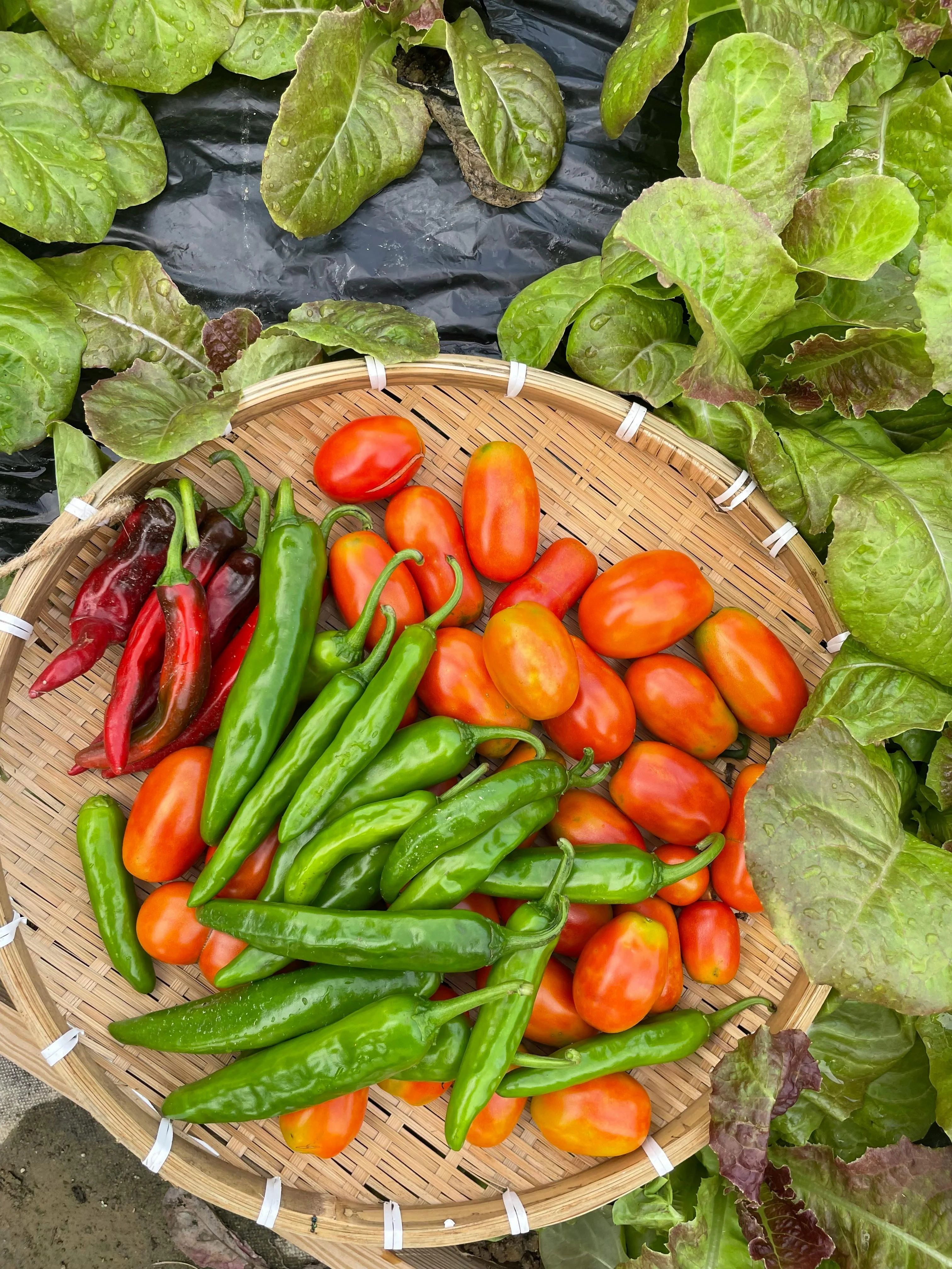 a basket of fruits